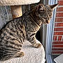 animal, brick_wall, cat, cat_tree, closeup, cozy, curious, domestic, feline, gazing, indoor, natural_light, perched, pet, plush, soft, striped, tabby, whiskers, window