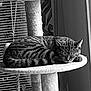 animal, black_and_white, blinds, cat, cat_tree, cozy, curled_up, feline, fur, home, indoor, pet, quiet, relaxing, resting, rope, sleeping, soft, tabby_cat, window