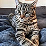 Alyos a rejoint le concours — aidez-le/la à gagner de superbes lots ! animal, background, blanket, cat, closeup, couch, cozy, domestic, feline, fur, home, indoor, pet, portrait, relaxed, resting, soft, stretching, tabby_cat, whiskers