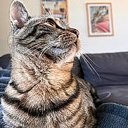 Alyos a rejoint le concours — aidez-le/la à gagner de superbes lots ! animal, blanket, cat, close_up, couch, cozy, domestic_animal, ear, feline, framed_pictures, fur, indoor, living_room, pet, profile, relaxed, striped, tabby, wall, whiskers