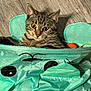 animal, cat, close_up, comfortable, curious, cute, domestic_cat, ears, feline, indoor, looking, pet, play_tunnel, resting, striped, tabby, toy, whiskers, wooden_floor, young_cat