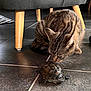 animal, cat, closeup, curious, domestic_animal, floor, furniture_leg, head, indoor, interaction, legs, mammal, pet, reptile, shell, snout, tabby_cat, tile, turtle, whiskers