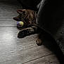 cat, tabby, sleeping, blanket, floor, wooden_floor, toy, ball, feline, pet, cozy, resting, paw, indoor, fur, whiskers, quiet, relaxation, cute, domestic_animal