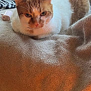 Jack joined the competition — help win amazing prizes! animal, beige_blanket, blanket, cat, charger, close_up, cozy, cute, feline, focused_gaze, fur, indoor, loaf_position, orange_and_white_cat, pet, resting, soft_texture, warm_lighting, whiskers, zebra_pattern