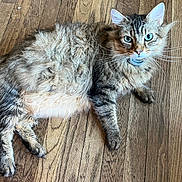 Tyson joined the competition — help win amazing prizes! cat, tabby, fluffy_fur, blue_eyes, pet, animal, indoor, wooden_floor, whiskers, tail, relaxed, lying_down, curious, domestic_cat, feline, mammal, close_up, looking_at_camera, house_pet, fur