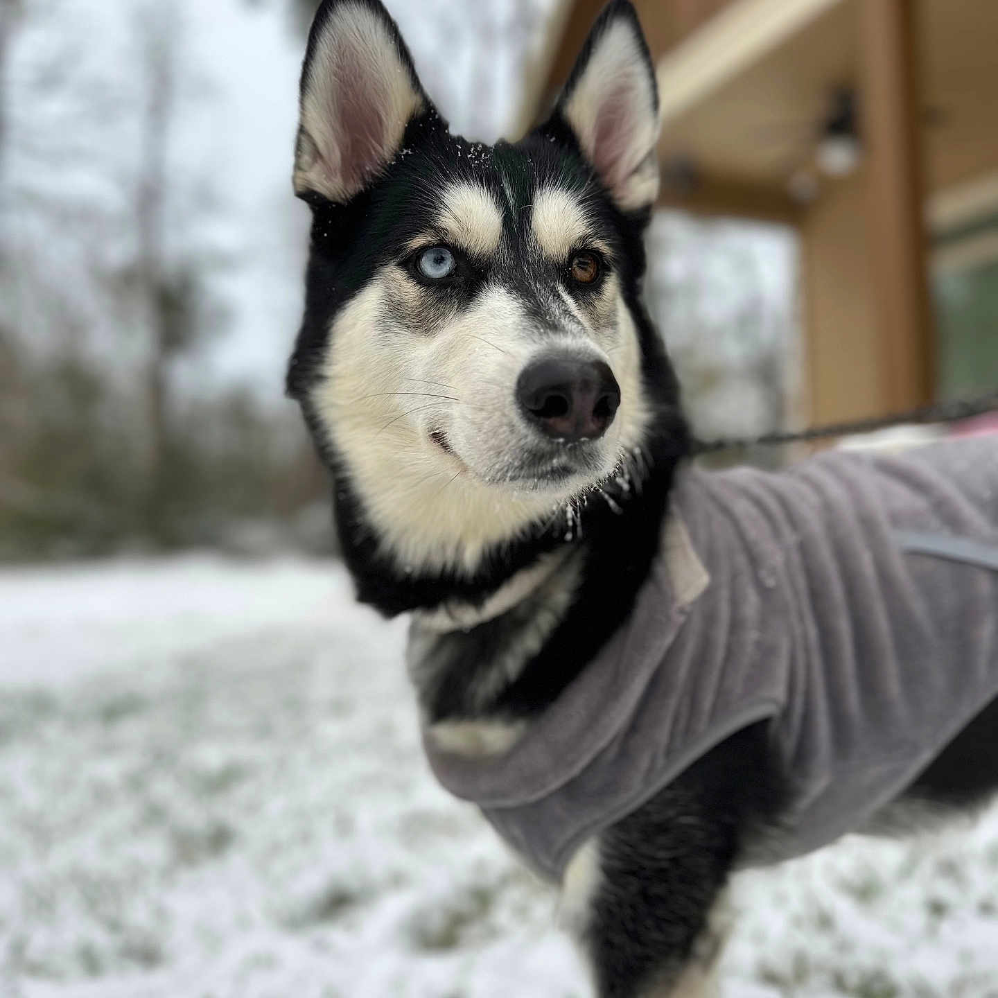 Nova is registered to the contest to win money with this photo: animal, background_blur, black_and_white, blue_eye, brown_eye, canine, coat, cold, dog, fur, heterochromia, husky, jacket, nature, outdoor, pet, portrait, snow, standing, winter