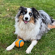 Samson is registered to the contest to win money with this photo: dog, australian_shepherd, blue_eyes, grass, ball, pet, outdoor, playful, happy, fur, animal, canine, laying_down, tongue_out, nature, summer, front_legs, closeup, cute, friendly