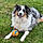 Samson