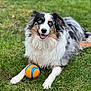 dog, australian_shepherd, blue_eyes, grass, ball, pet, outdoor, playful, happy, fur, animal, canine, laying_down, tongue_out, nature, summer, front_legs, closeup, cute, friendly