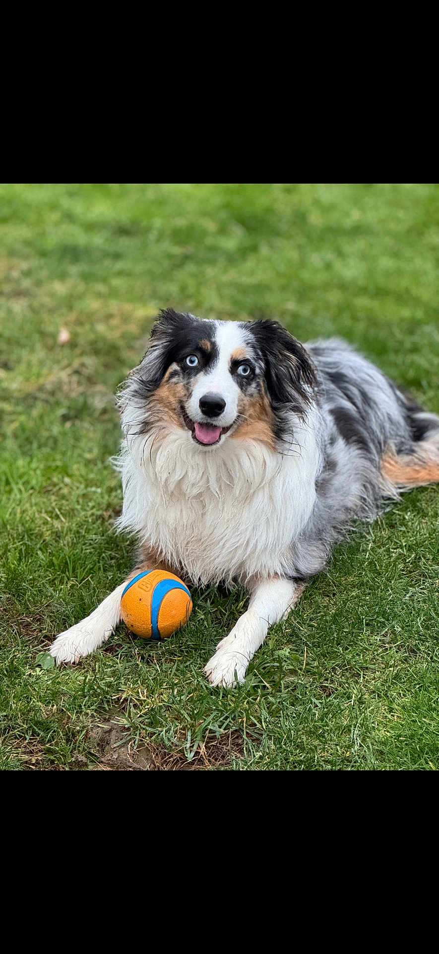 Samson is registered to the contest to win money with this photo: dog, australian_shepherd, blue_eyes, grass, ball, pet, outdoor, playful, happy, fur, animal, canine, laying_down, tongue_out, nature, summer, front_legs, closeup, cute, friendly