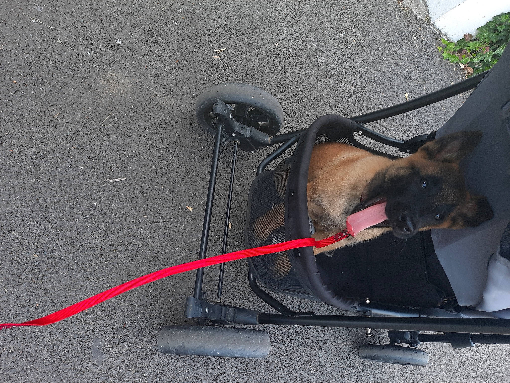 Raquel a rejoint le concours — aidez-le/la à gagner de superbes lots ! asphalt, leash, road, road_surface, snout, technology, vehicle, wire