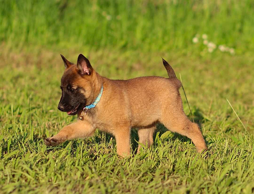 Raquel participe au concours pour gagner de l'argent avec cette photo : canidae, carnivore, dog, dog_breed, fawn, grass, mammal, puppy, rare_breed_dog, snout, sporting_group, vertebrate
