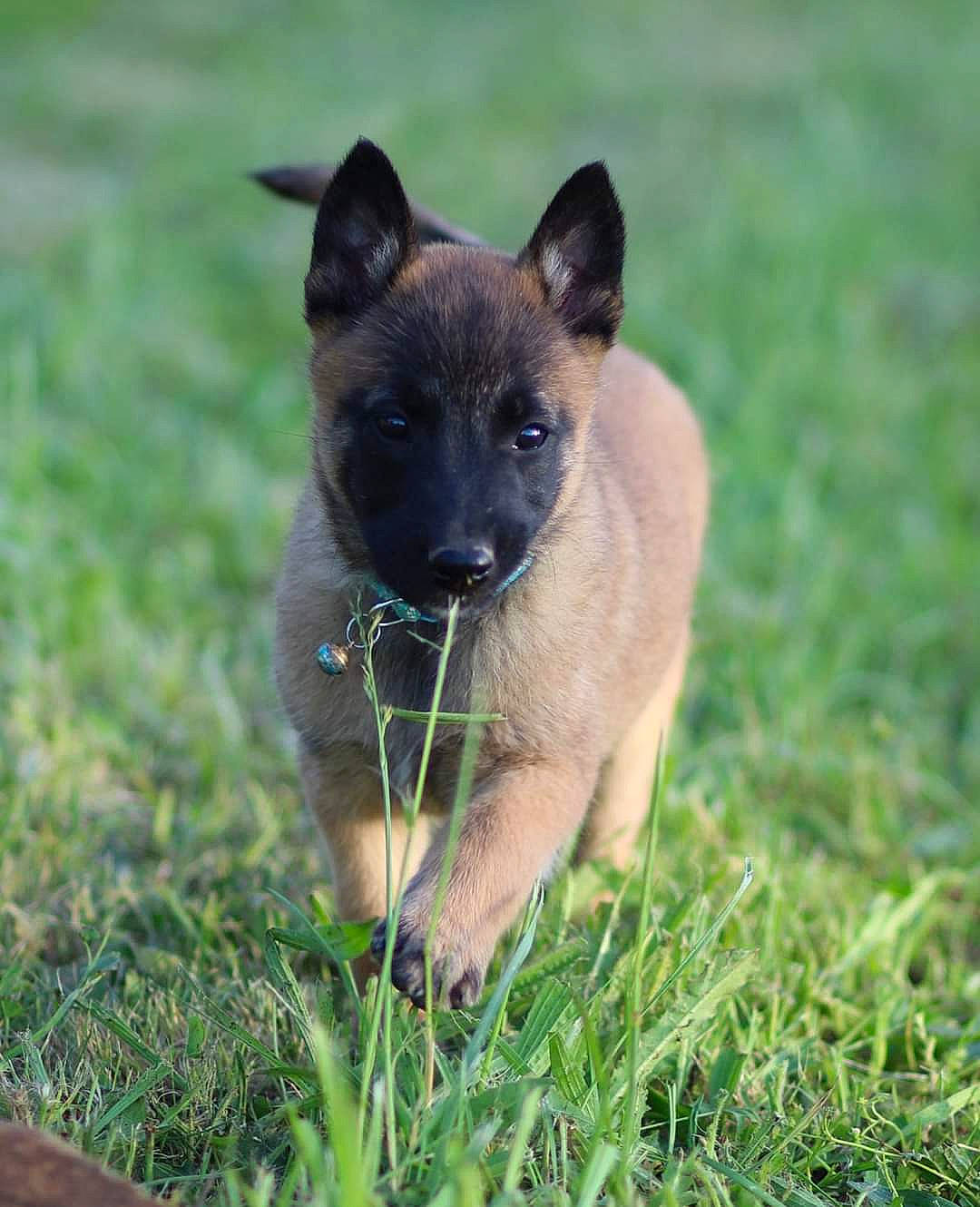 Raquel a rejoint le concours — aidez-le/la à gagner de superbes lots ! belgian_shepherd, belgian_shepherd_malinois, canidae, carnivore, dog, dog_breed, fawn, grass, mammal, snout, vertebrate