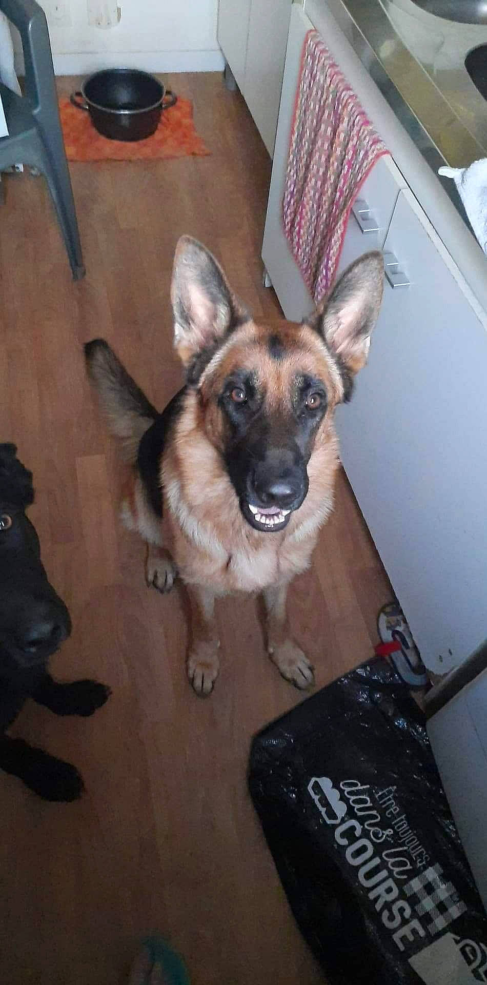 Orion participe au concours pour gagner de l'argent avec cette photo : belgian_shepherd, belgian_shepherd_malinois, canidae, carnivore, dog, dog_breed, east_european_shepherd, fawn, german_shepherd_dog, king_shepherd, mammal, old_german_shepherd_dog, shiloh_shepherd_dog, snout, vertebrate, working_dog