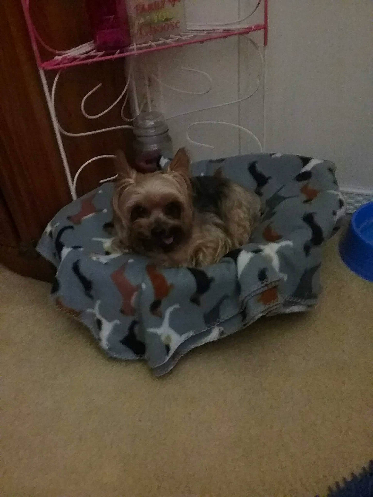 Oliver is registered to the contest to win money with this photo: cairn_terrier, canidae, carnivore, companion_dog, dog, dog_breed, fawn, morkie, nap, non_sporting_group, puppy, shih_tzu, toy_dog, yorkshire_terrier