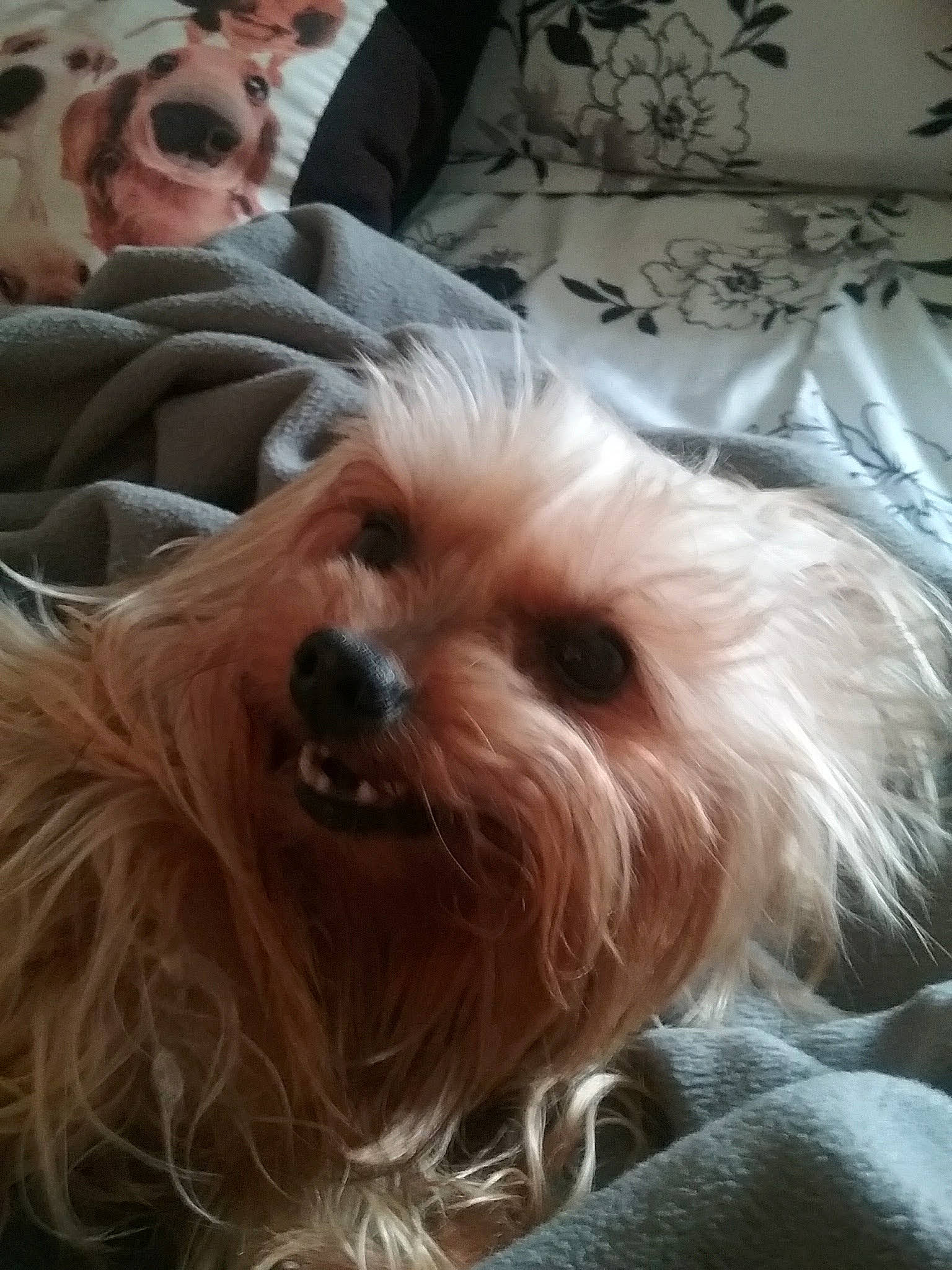 Oliver joined the competition — help win amazing prizes! australian_silky_terrier, biewer_terrier, canidae, carnivore, chinese_imperial_dog, companion_dog, dog, dog_breed, maltepoo, mammal, morkie, puppy, rare_breed_dog, schnoodle, small_terrier, snout, terrier, toy_dog, vertebrate, yorkshire_terrier