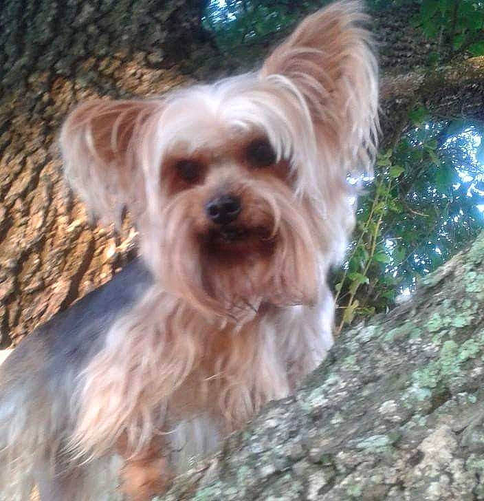 Oliver is registered to the contest to win money with this photo: australian_silky_terrier, biewer_terrier, canidae, carnivore, chinese_imperial_dog, companion_dog, dog, dog_breed, mammal, morkie, puppy, rare_breed_dog, schnoodle, small_terrier, sporting_group, terrier, toy_dog, vertebrate, yorkipoo, yorkshire_terrier