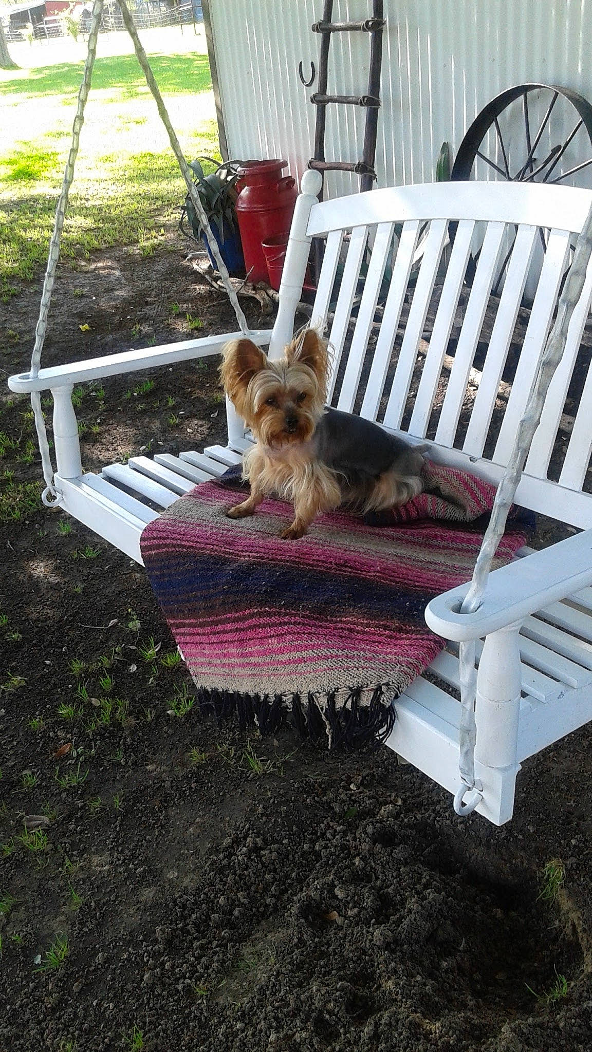 Oliver is registered to the contest to win money with this photo: cairn_terrier, canidae, carnivore, chair, companion_dog, dog, dog_breed, furniture, grass, norwich_terrier, outdoor_furniture, small_terrier, terrier, toy_dog, yorkshire_terrier