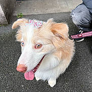 Nina participe au concours pour gagner de l'argent avec cette photo : dog, bow, flower_pattern, leash, tongue_out, blue_eyes, light_brown_fur, white_fur, pet, outdoor, pavement, person, clothing, casual, playful, cute, animal, companion, happy, close_up