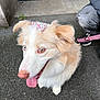 dog, bow, flower_pattern, leash, tongue_out, blue_eyes, light_brown_fur, white_fur, pet, outdoor, pavement, person, clothing, casual, playful, cute, animal, companion, happy, close_up