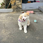 Fremy a rejoint le concours — aidez-le/la à gagner de superbes lots ! puppy, dog, bandana, concrete, stone_wall, doorway, pet_bowl, toy, outdoor, happy, playful, young_dog, fluffy, cute, animal, pet, smiling, front_view, walking, garden