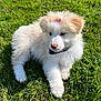 Fremy participe au concours pour gagner de l'argent avec cette photo : puppy, dog, grass, outdoor, sunlight, pet, cute, fluffy, bow, animal, nature, young, canine, fur, adorable, playful, summer, greenery, relaxing, daytime