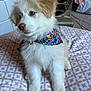 puppy, dog, fluffy, bandana, bed, bedspread, patterned, indoor, pet, cute, animal, white, tan, fur, sitting, decor, home, curious, calm, young