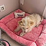 Fremy a rejoint le concours — aidez-le/la à gagner de superbes lots ! puppy, dog, pet_bed, pink, plush, floor_tile, water_bowl, mat, corner, cozy, fluffy, white, cream, bone_pillow, embroidery, indoor, pet, resting, animal, home