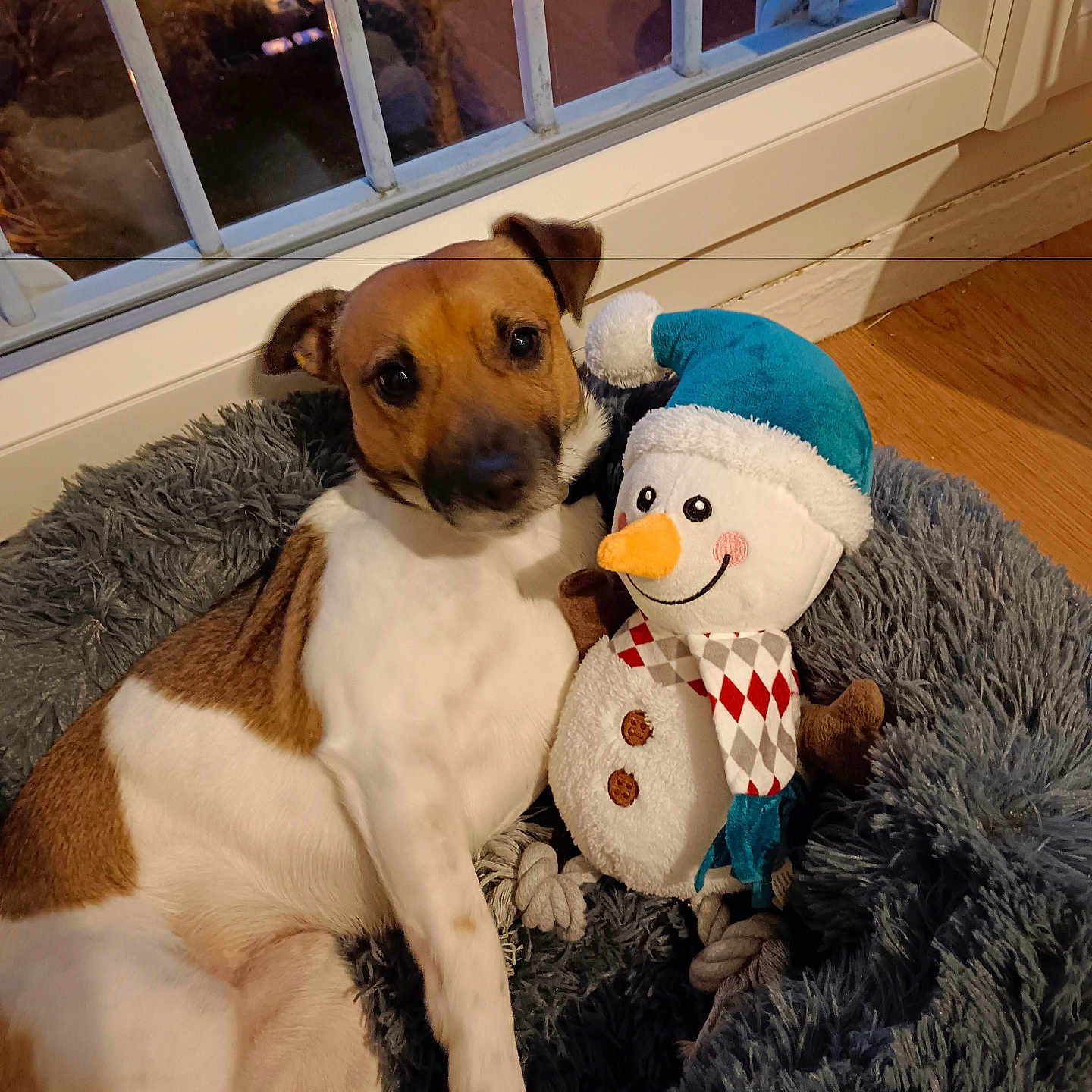Togo a rejoint le concours — aidez-le/la à gagner de superbes lots ! animal, brown, car, cozy, cute, dog, floor, hat, home, indoor, night, pet_bed, plush_toy, relaxing, scarf, snowman, toy, tree, white, window