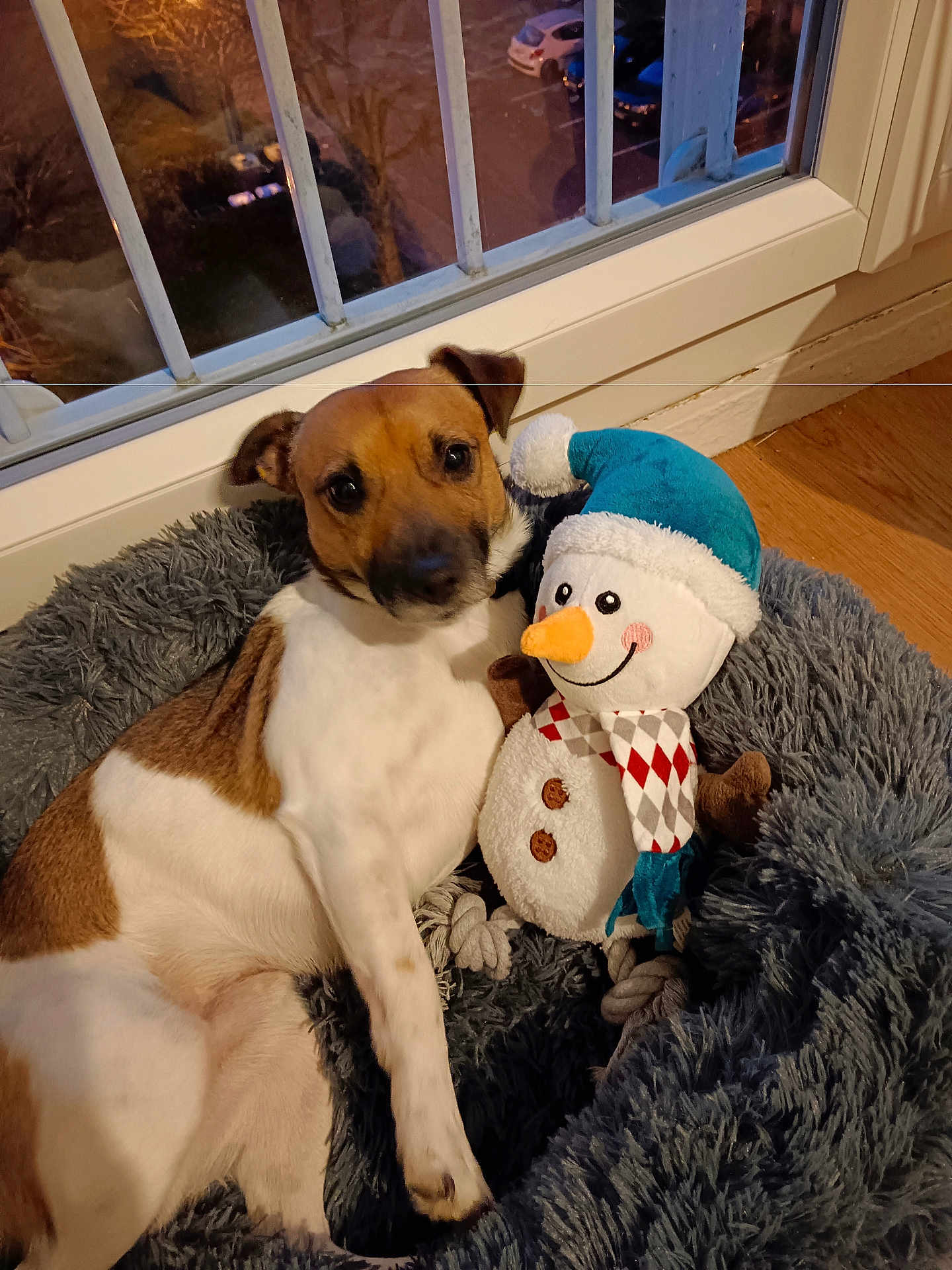 Togo a rejoint le concours — aidez-le/la à gagner de superbes lots ! dog, plush_toy, snowman, pet_bed, indoor, window, night, car, tree, floor, brown, white, cozy, cute, animal, toy, scarf, hat, relaxing, home