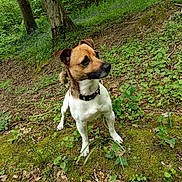 Togo a rejoint le concours — aidez-le/la à gagner de superbes lots ! dog, forest, greenery, moss, trees, plant, nature, outdoor, animal, alert, brown, white, collar, small_dog, grass, leaf, woodland, canine, earth, curious