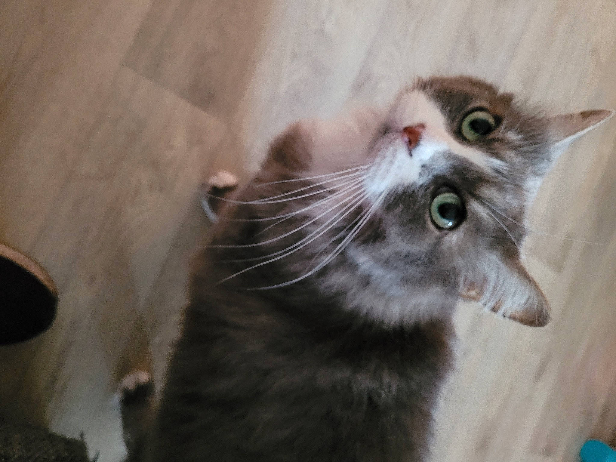 Gucci participe au concours pour gagner de l'argent avec cette photo : black_cat, carnivore, cat, claw, domestic_short_haired_cat, fang, felidae, fur, grey, hardwood, musical_instrument, paw, pet_supply, small_to_medium_sized_cats, tail, terrestrial_animal, whiskers, window, wood