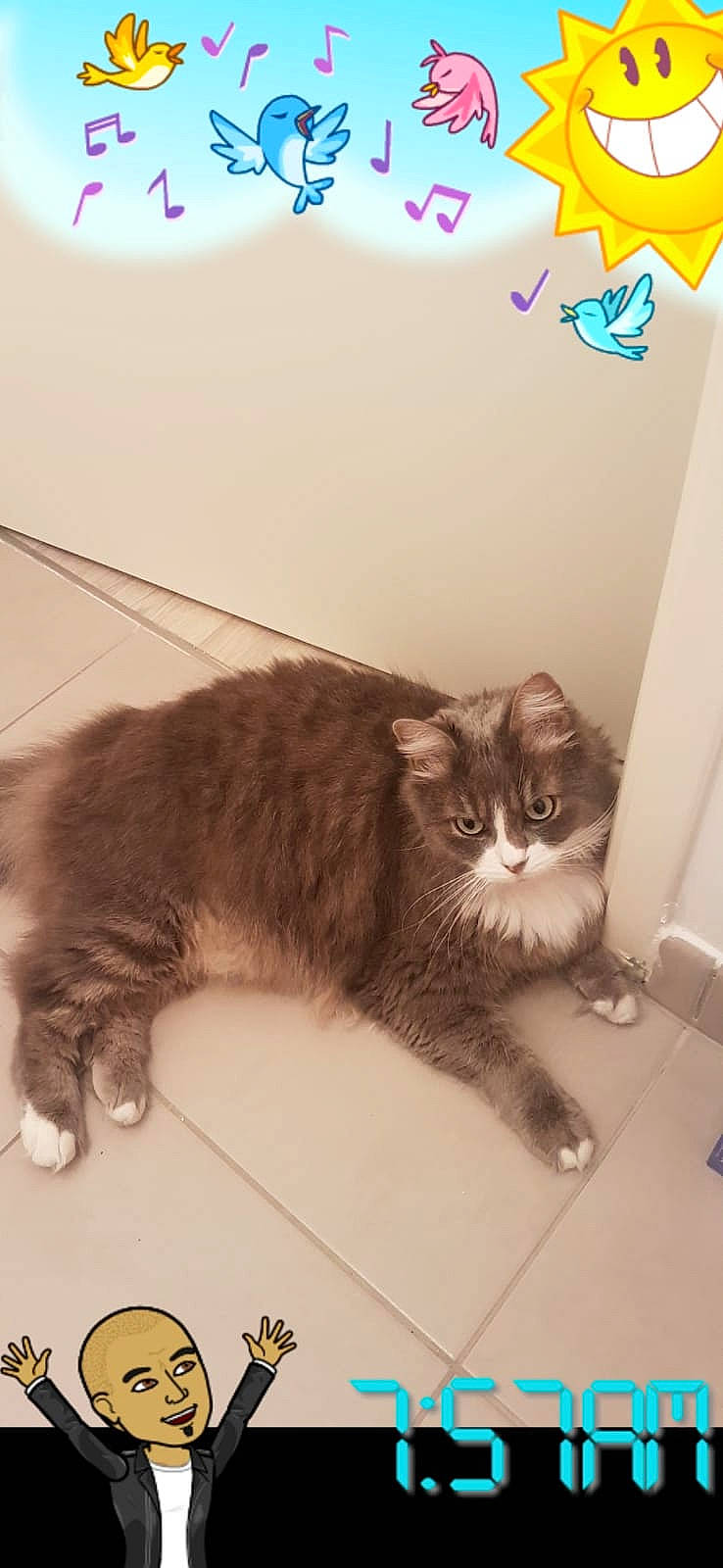 Gucci participe au concours pour gagner de l'argent avec cette photo : brown, carnivore, cat, claw, comfort, domestic_short_haired_cat, felidae, flooring, fur, grey, logo, metal, paw, pet_supply, small_to_medium_sized_cats, snout, tail, terrestrial_animal, whiskers