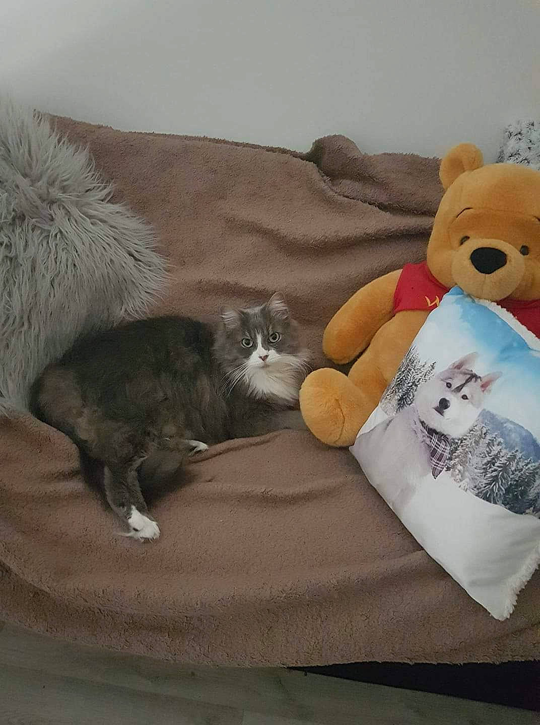 Gucci a rejoint le concours — aidez-le/la à gagner de superbes lots ! bed_sheet, bedding, brown, carnivore, cat, comfort, couch, domestic_short_haired_cat, fawn, felidae, fur, grey, linens, luggage_and_bags, mammal, room, small_to_medium_sized_cats, toy, vertebrate, whiskers