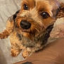 Gatsby is registered to the contest to win money with this photo: dog, small_dog, pet, close_up, brown_fur, black_nose, eyes, ears, fur, indoor, person, pants, shirt, text_on_shirt, cozy, soft_surface, looking_up, cute, companion, animal