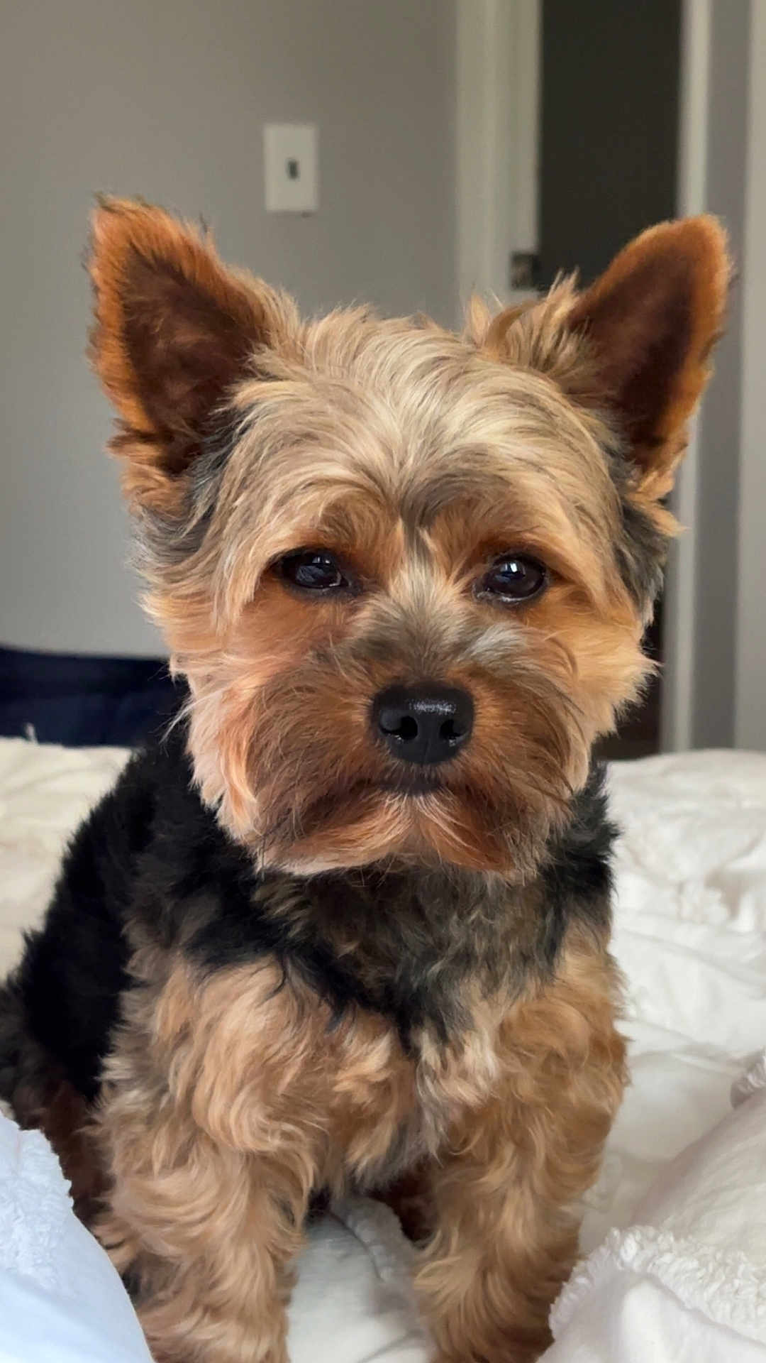 Gatsby is registered to the contest to win money with this photo: dog, small_dog, fluffy_fur, brown_fur, black_fur, pet, indoor, bed, white_bed, cute, animal, canine, ears_up, face, eyes, nose, fur_texture, companion, domestic_animal, portrait