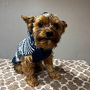 Gatsby joined the competition — help win amazing prizes! dog, small_dog, sweater, blue_sweater, indoor, blanket, patterned_blanket, fur, pet, cute, looking_at_camera, curious, cozy, seated, animal, companion, adorable, portrait, canine, furry