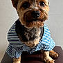 Gatsby joined the competition — help win amazing prizes! dog, small_dog, pet, animal, fur, ears, eyes, nose, shirt, clothing, striped_shirt, brown, black, sitting, indoor, furniture, closeup, portrait, cute, looking