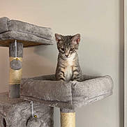 Bruce is registered to the contest to win money with this photo: kitten, cat, cat_tree, plush, grey, tabby, indoor, pet, feline, toy_ball, scratching_post, young_cat, cute, animal, fur, whiskers, ears, looking_down, home, resting_place