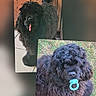 dog, dogs, black_dog, curly_fur, shaggy_fur, pet, animal, portrait, close_up, toy, chew_toy, ring_toy, outdoor, grass, indoor, wooden_background, collage, vertical_photo, fluffy, playful
