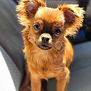 Chi Chi is registered to the contest to win money with this photo: dog, puppy, brown_fur, fluffy, ears, eyes, pet, animal, cute, sitting, chair, sunlight, portrait, closeup, indoor, furniture, adorable, companion, friendly, small_dog