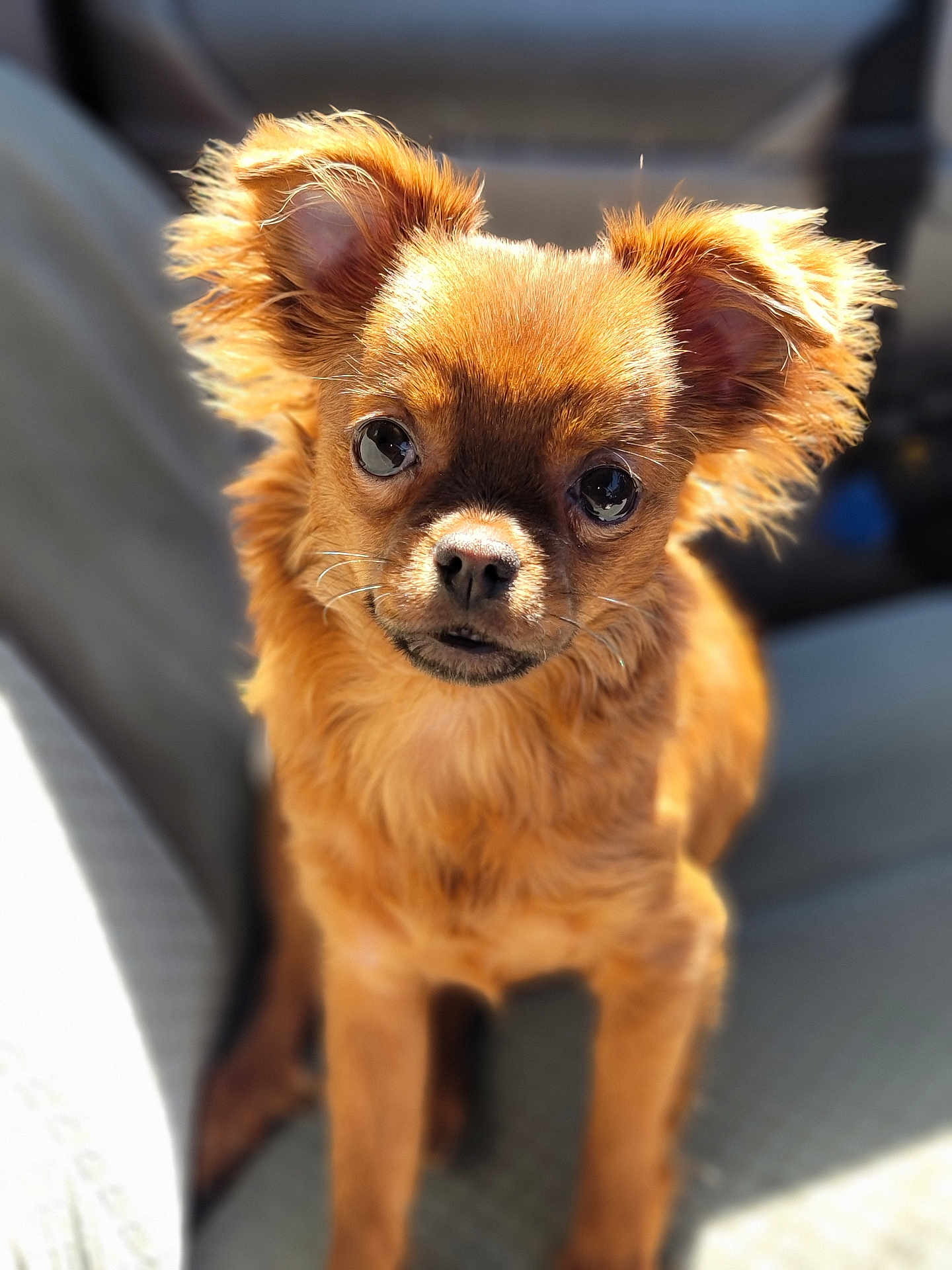 Chi Chi is registered to the contest to win money with this photo: dog, puppy, brown_fur, fluffy, ears, eyes, pet, animal, cute, sitting, chair, sunlight, portrait, closeup, indoor, furniture, adorable, companion, friendly, small_dog