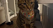 Charlie joined the competition — help win amazing prizes! cat, tabby, bandana, birthday, pet, indoor, kitchen, stool, wooden_floor, furniture, cabinet, appliance, domestic_animal, animal, whiskers, ears, fur, sitting, looking, cozy