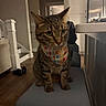 cat, tabby, bandana, birthday, pet, indoor, kitchen, stool, wooden_floor, furniture, cabinet, appliance, domestic_animal, animal, whiskers, ears, fur, sitting, looking, cozy