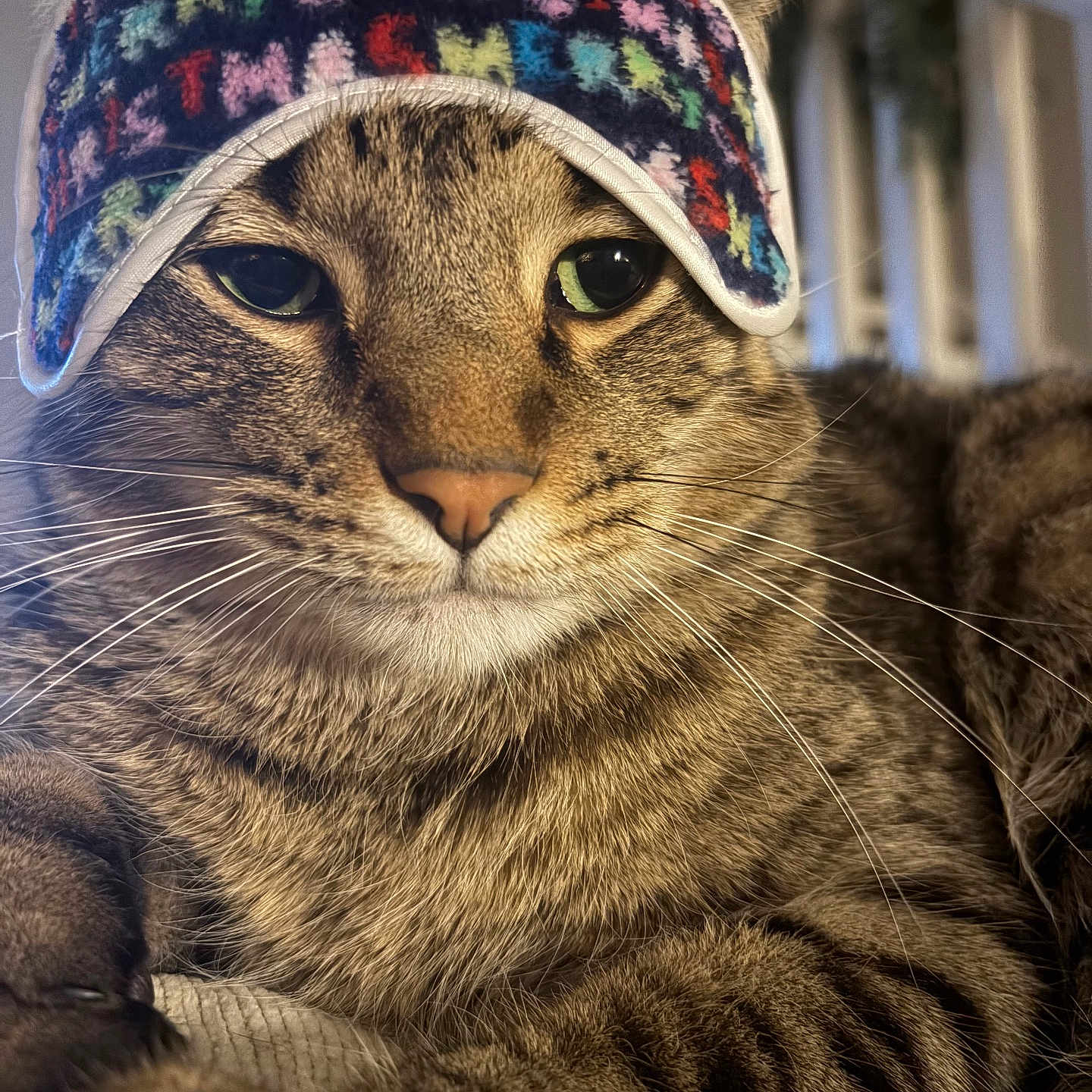 Charlie is registered to the contest to win money with this photo: cat, tabby, sleep_mask, closeup, whiskers, fur, pet, animal, indoor, relaxed, resting, face, ears, eyes, nose, paw, cozy, bedroom, feline, cute