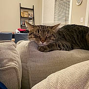 Charlie joined the competition — help win amazing prizes! cat, tabby, sleeping, couch, beige, indoor, furniture, living_room, window_blinds, ladder_shelf, photograph, relaxation, pet, animal, whiskers, ears, paw, home, cozy, texture