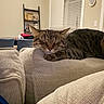 cat, tabby, sleeping, couch, beige, indoor, furniture, living_room, window_blinds, ladder_shelf, photograph, relaxation, pet, animal, whiskers, ears, paw, home, cozy, texture
