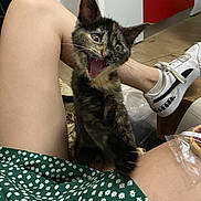 Nala a rejoint le concours — aidez-le/la à gagner de superbes lots ! animal, ankle, cat, clothing, couch, face, footwear, furniture, head, kitten, pants, person, pet, photography, portrait, runningshoe, sandal, shoe, shorts, sneaker