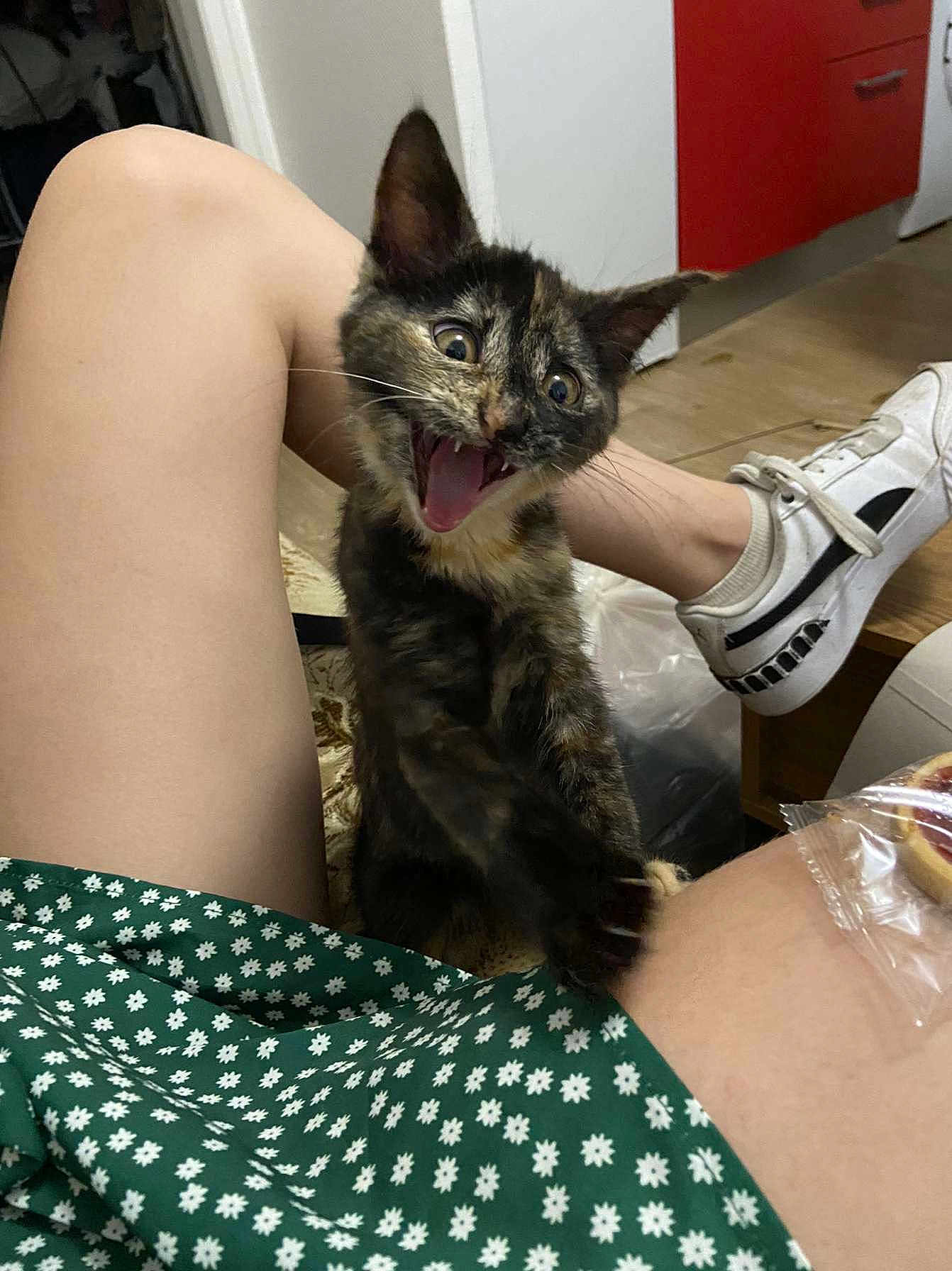 Nala a rejoint le concours — aidez-le/la à gagner de superbes lots ! animal, ankle, cat, clothing, couch, face, footwear, furniture, head, kitten, pants, person, pet, photography, portrait, runningshoe, sandal, shoe, shorts, sneaker