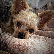 Rico joined the competition — help win amazing prizes! dog, small_dog, close_up, ear, face, resting, blanket, soft_texture, cozy, indoor, pet, fur, cute, sleepy, comfort, animal, muzzle, brown, black_nose, relaxation
